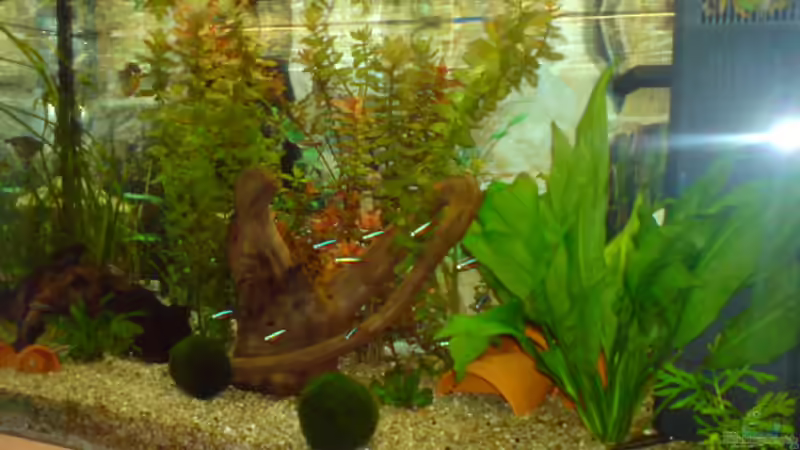 Aquarium Hauptansicht von Becken 8162 von Fetty