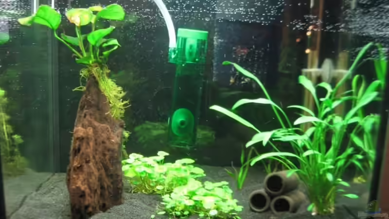 Aquarium Hauptansicht von Becken 8168