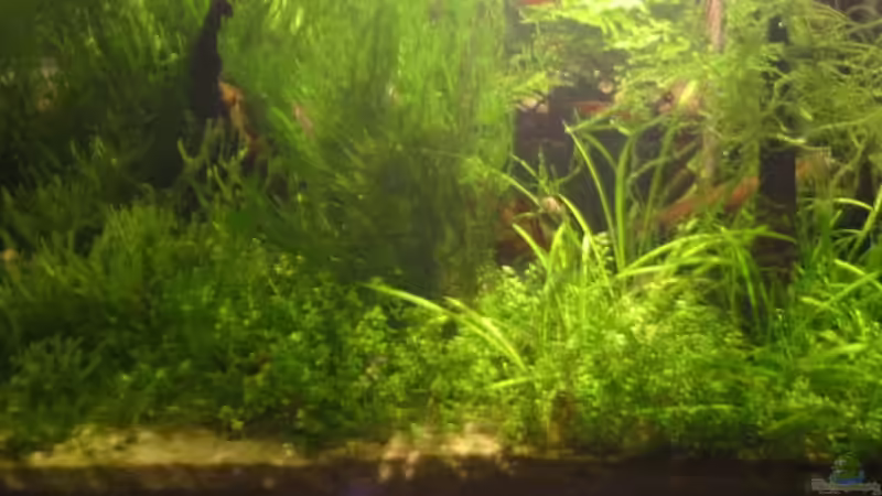 Aquarium Hauptansicht von Becken 8182