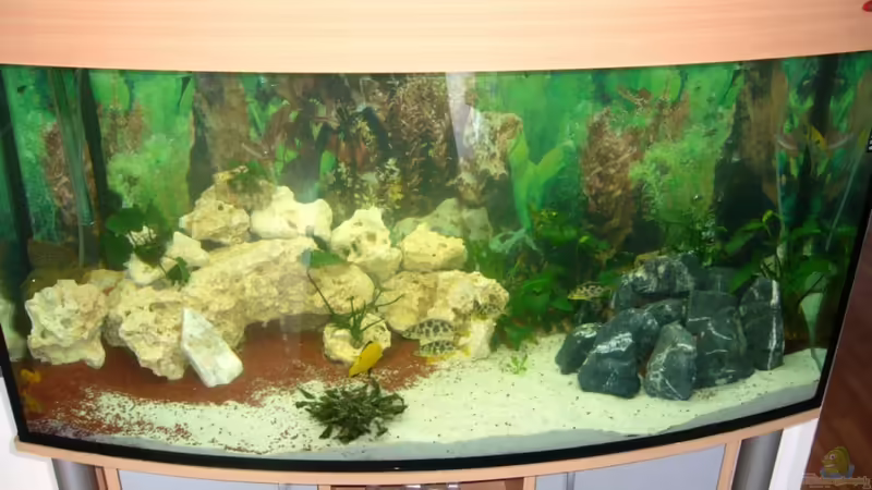 Aquarium Hauptansicht von Becken 8196 von Dominik Meyer (1)