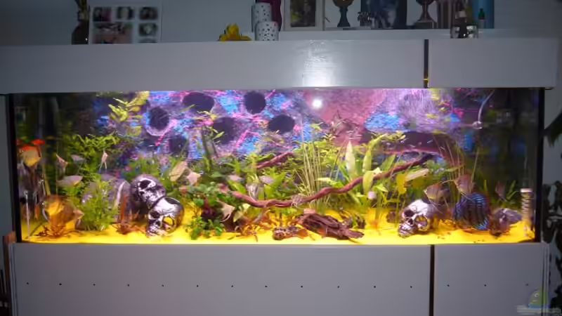 Aquarium Hauptansicht von Becken 8220 von X-RULEZZ (1)