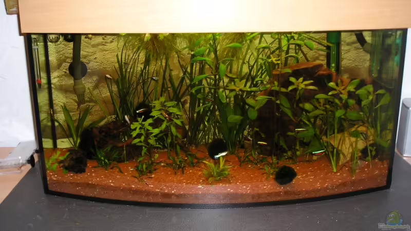 Aquarium Hauptansicht von Becken 8222 von Patrick Wanders (1)