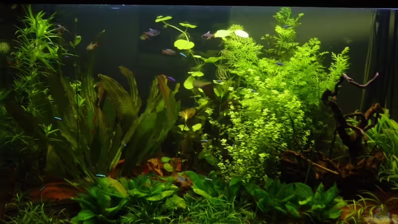 Aquarium Hauptansicht von Becken 8249
