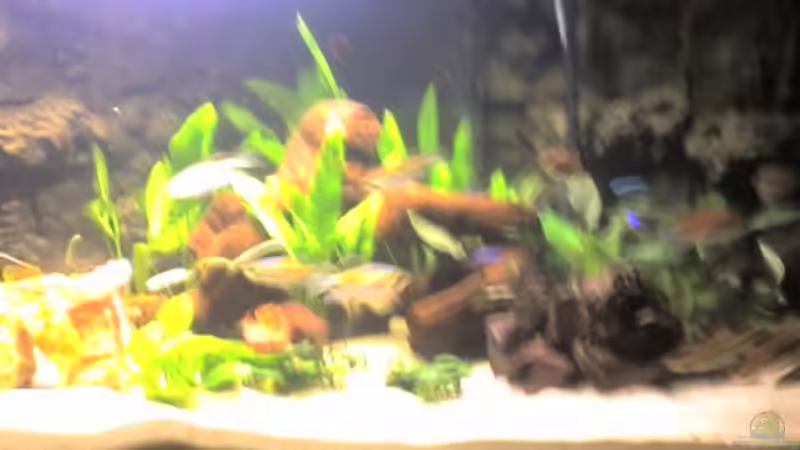 Aquarium Hauptansicht von Becken 8258