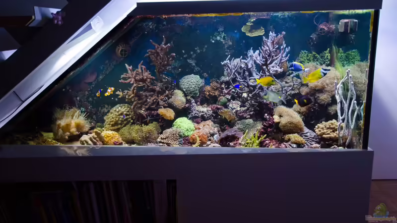 Aquarium Hauptansicht von Becken 8277 von Martin Kirchberger (1)