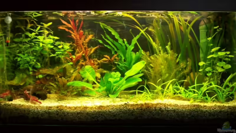 Aquarium Hauptansicht von Becken 8323 von Michael Lange (1)