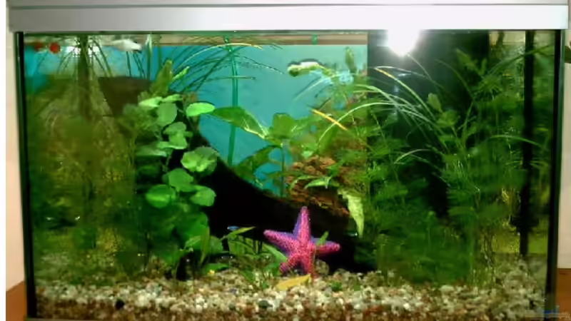 Aquarium Hauptansicht von Becken 8325 von Björn Kotte