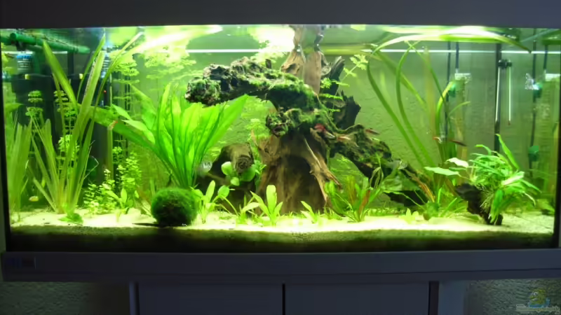 Aquarium Hauptansicht von Becken 8376 von Oliver Czaika (1)