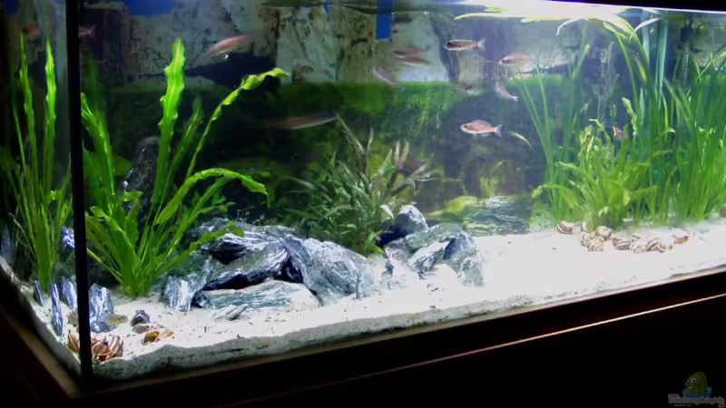 Aquarium Hauptansicht von Becken 840 von Alexander Schimmelpfennig (1)