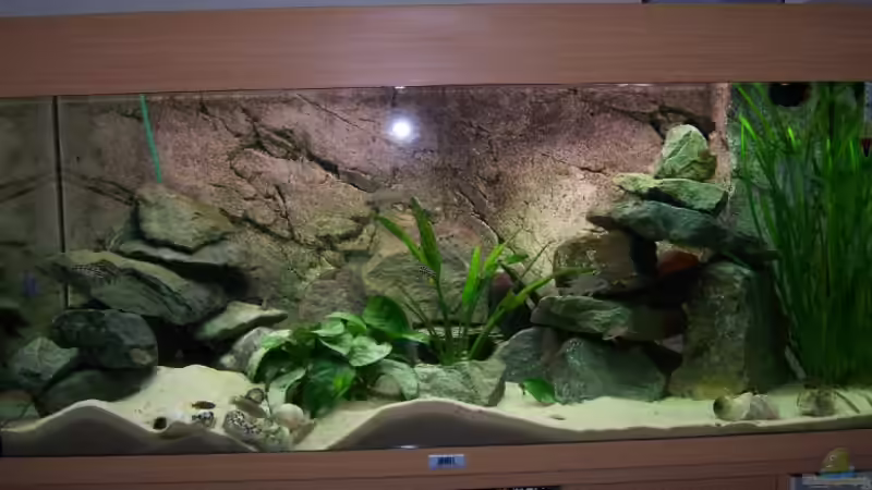 Aquarium Hauptansicht von Becken 8404 von Thimo Schneider (1)