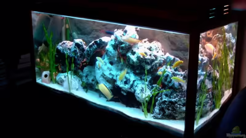 Aquarium Hauptansicht von Becken 842 von Peggy Schreyer (1)