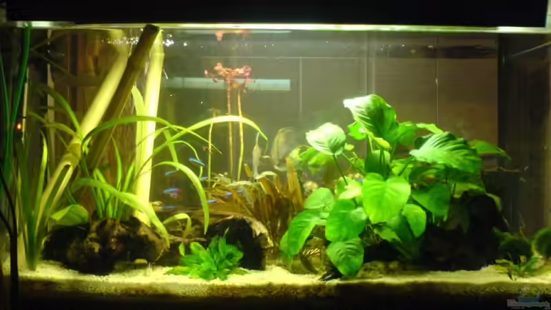 Aquarium Hauptansicht von Becken 8423 von nemanusa