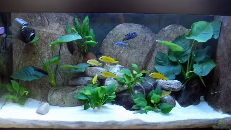 Aquarium Hauptansicht von Becken 8444