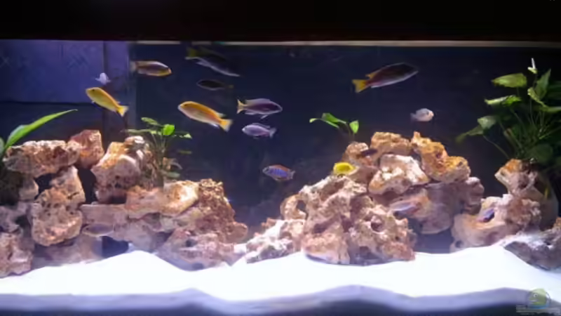 Aquarium Hauptansicht von Becken 8459