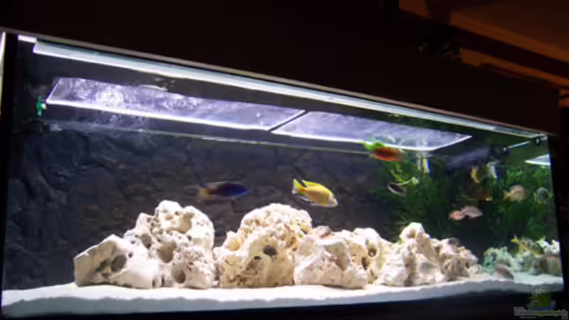 Aquarium Hauptansicht von Becken 846