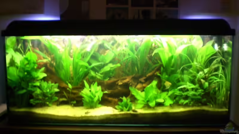 Aquarium Hauptansicht von Becken 8462