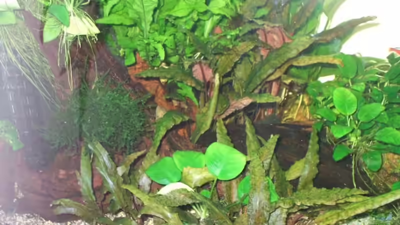 Aquarium Hauptansicht von Becken 8467