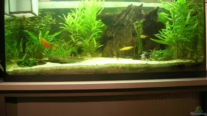 Aquarium Hauptansicht von Becken 8473