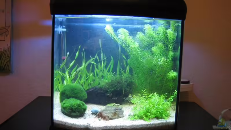 Aquarium Hauptansicht von Becken 8495