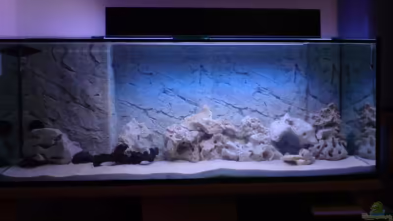 Aquarium Hauptansicht von Becken 8497