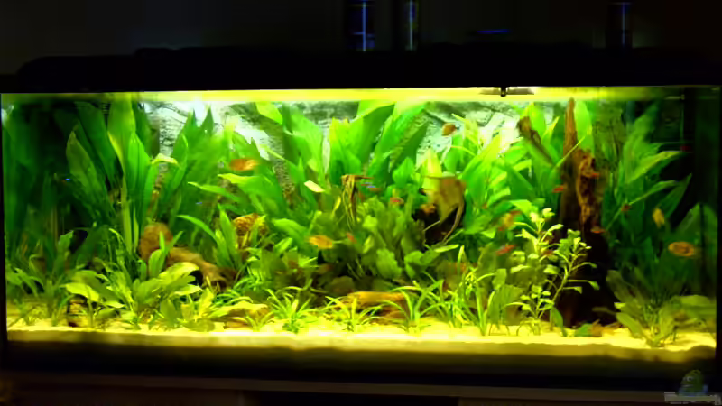 Aquarium Hauptansicht von Becken 8507