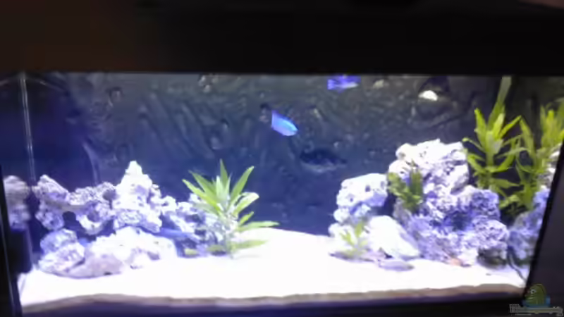 Aquarium Hauptansicht von Becken 8509 von Sebastian Wolff (1)