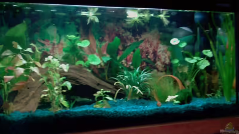 Aquarium Hauptansicht von Becken 8527 von @corydoras (1)