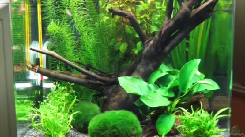 Aquarium Hauptansicht von Becken 8532 von Frank Wintermann (1)