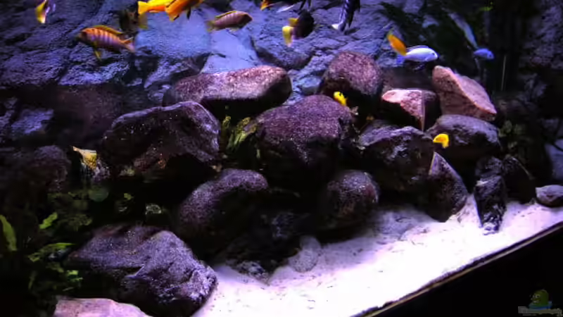 Aquarium Hauptansicht von Becken 854 von Tobias Hübner (1)