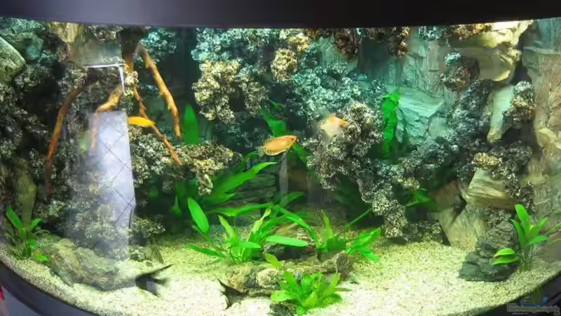 Aquarium Hauptansicht von Becken 8554 von Daniel Schmitz (1)