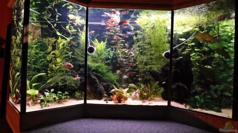 Aquarium Hauptansicht von Becken 8583