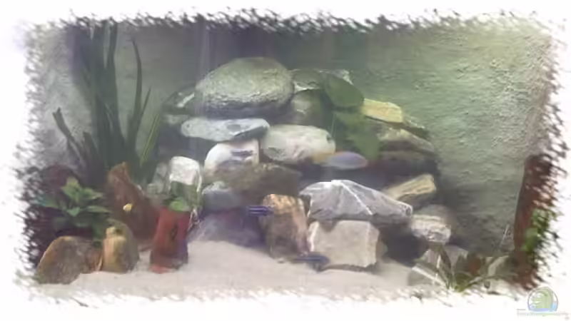 Aquarium Hauptansicht von Becken 8618 von Daniela Birrer (1)