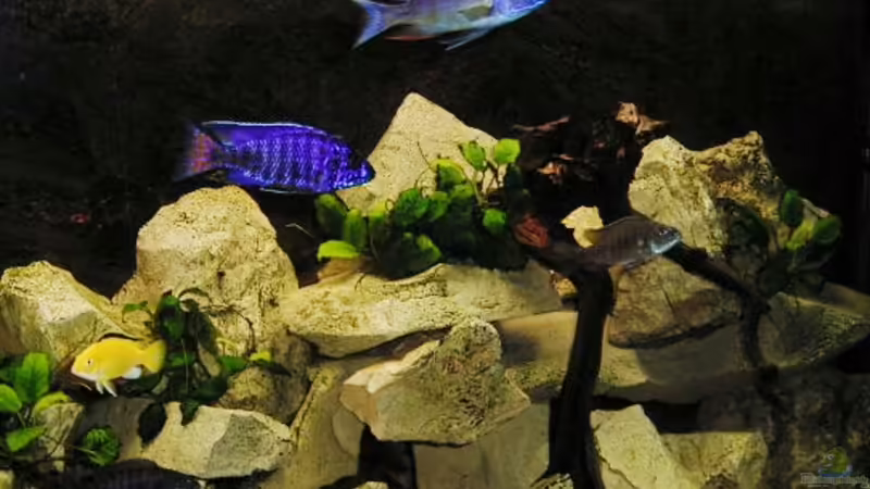 Aquarium Hauptansicht von Becken 8631 von Henning Sayer (1)