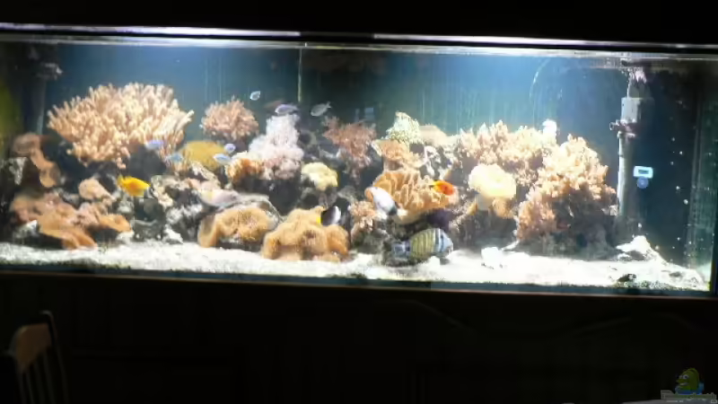 Aquarium Hauptansicht von Becken 8633