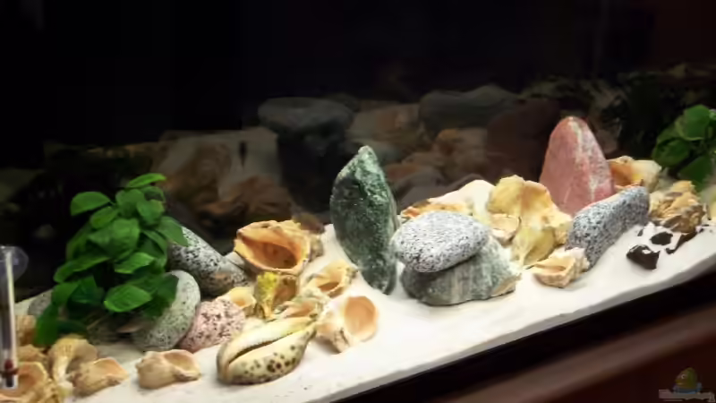 Aquarium Hauptansicht von Becken 8644 von cichliden-aquarium.de (1)