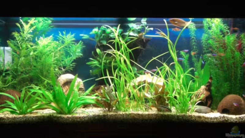 Aquarium Hauptansicht von Becken 8648