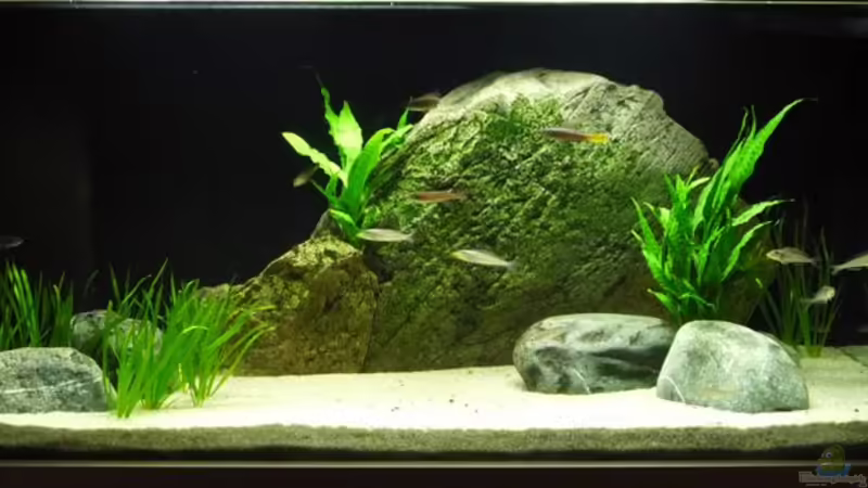 Aquarium Hauptansicht von Becken 8652 von vitus (1)