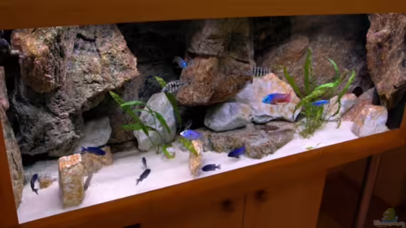 Aquarium Hauptansicht von Becken 8662 von Jürgen Nagl (1)