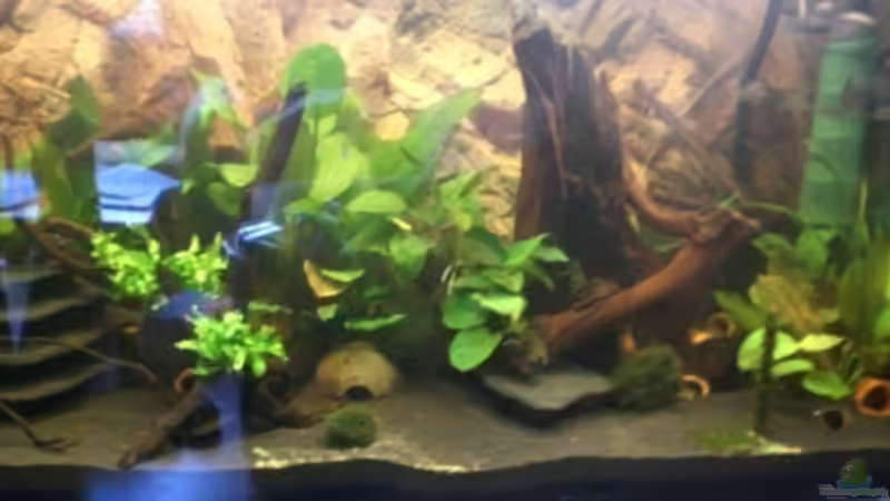 Aquarium Hauptansicht von Becken 8663