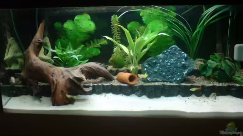 Aquarium Hauptansicht von Becken 8738 von bentinet (1)