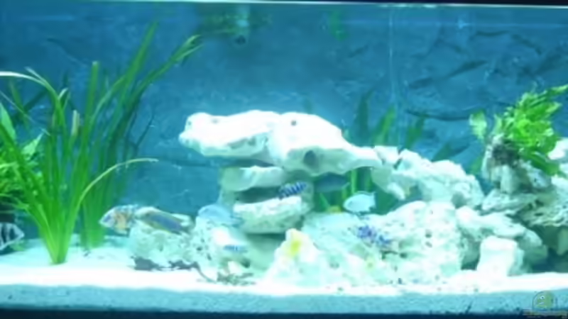 Aquarium Hauptansicht von Becken 8753
