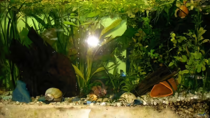 Aquarium Hauptansicht von Becken 8763 von Andre Meyer (1)