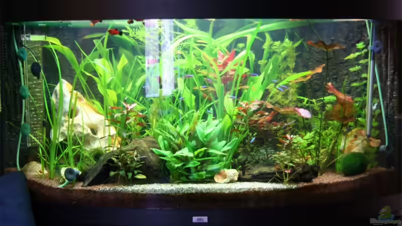 Aquarium Hauptansicht von Becken 8765 von Oli M. (1)
