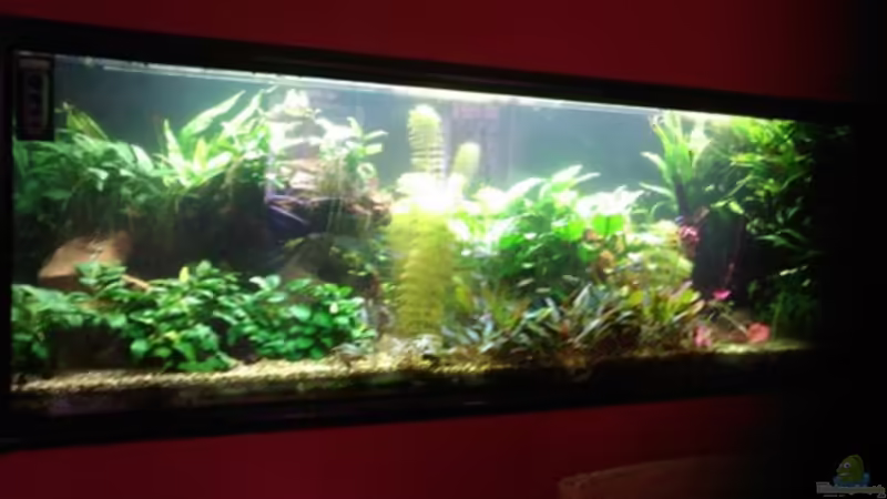 Aquarium Hauptansicht von Becken 8766 von Christian Gottberg (1)