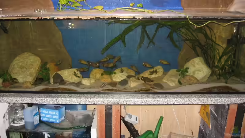 Aquarium Hauptansicht von Becken 8780