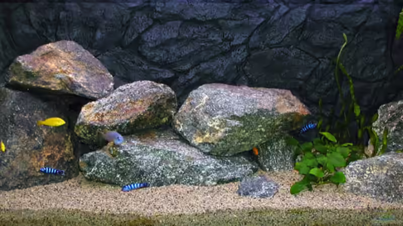 Aquarium Hauptansicht von Becken 880 von Krzysztof Kowalski (1)