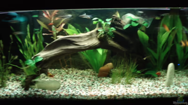 Aquarium Hauptansicht von Becken 8808 von David (1)