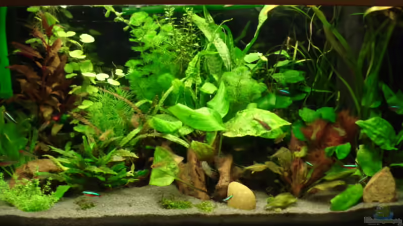 Aquarium Hauptansicht von Becken 8810 von Max Fleischmann (1)