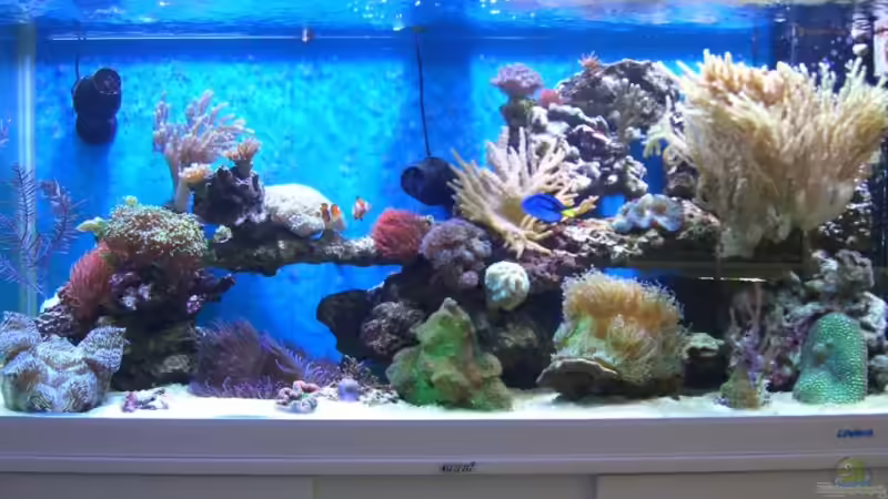 Aquarium Hauptansicht von Becken 8816