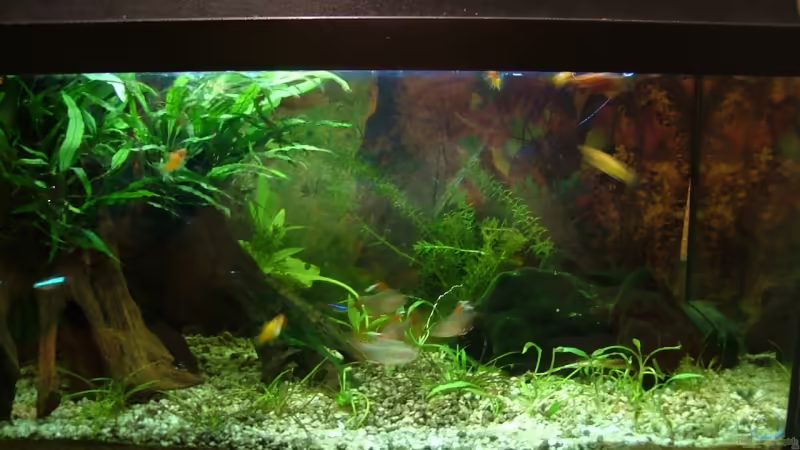 Aquarium Hauptansicht von Becken 8817 von Thomas Geib (1)